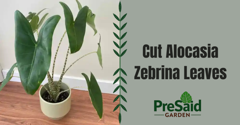 Cut Alocasia Zebrina Leaves