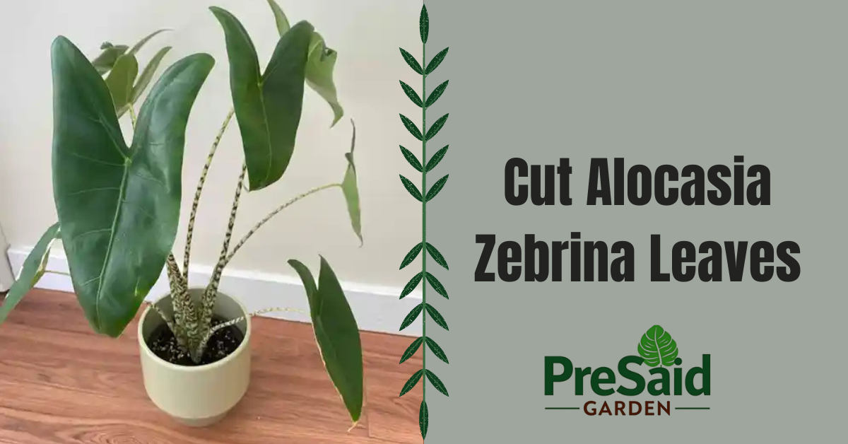 Cut Alocasia Zebrina Leaves