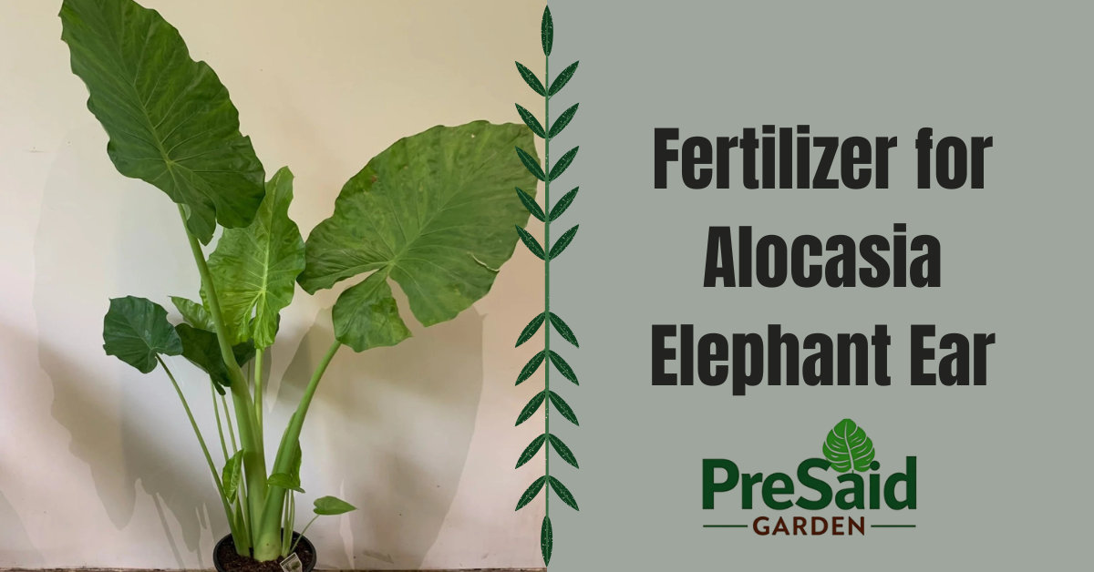 Fertilizer for Alocasia Elephant Ear