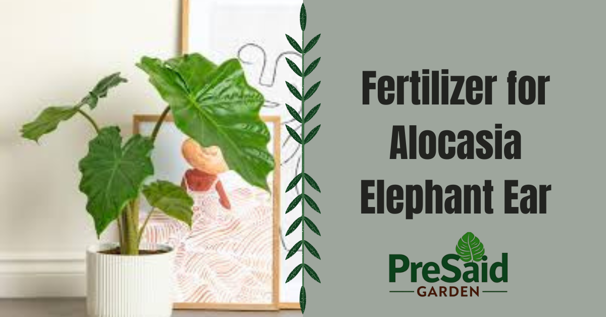 Fertilizer for Alocasia Elephant Ear