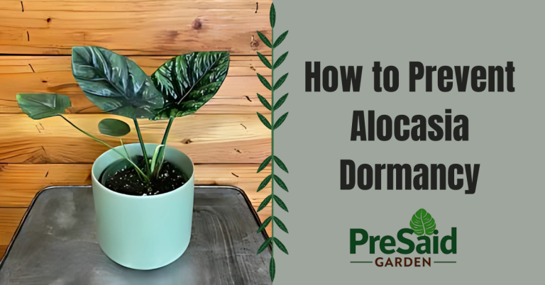 How to Prevent Alocasia Dormancy