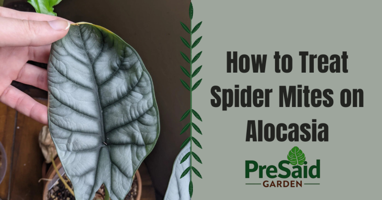 How to Treat Spider Mites on Alocasia