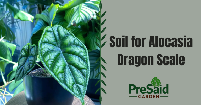 Soil for Alocasia Dragon Scale