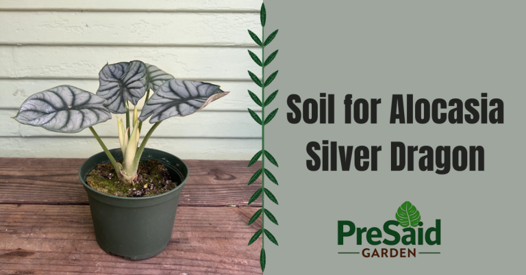 Soil for Alocasia Silver Dragon