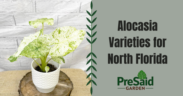 Alocasia Varieties for North Florida