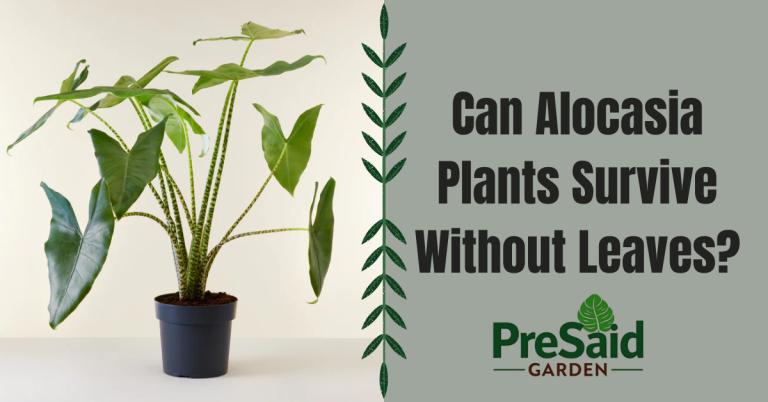 Can Alocasia Plants Survive Without Leaves?