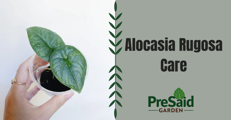 Alocasia Rugosa Care Guide: Essential Tips for Beginners