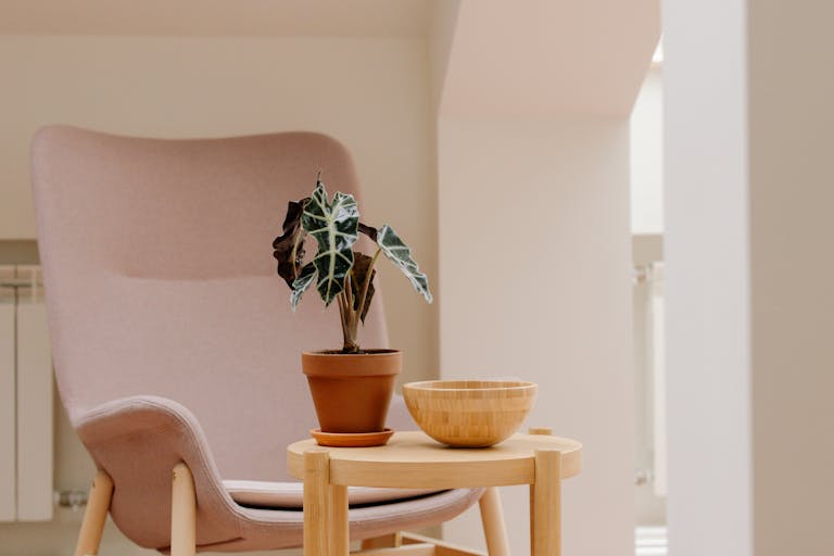 Fertilizer for Alocasia Plants in Nigeria